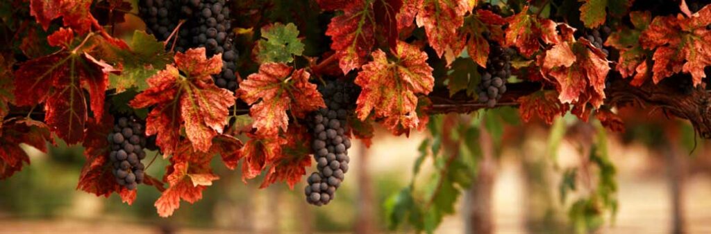 Vino biologico